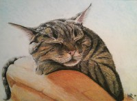 /album/tierisches/motive-021-jpg/